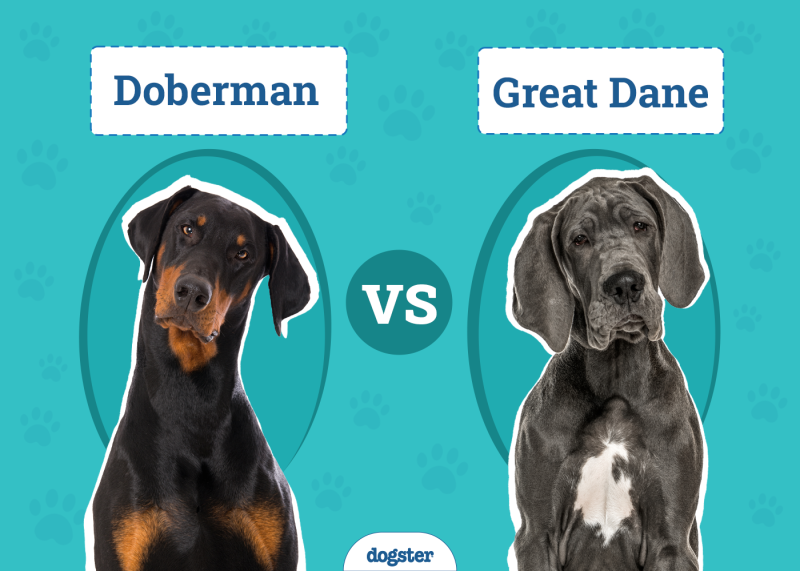 Doberman vs Great Dane