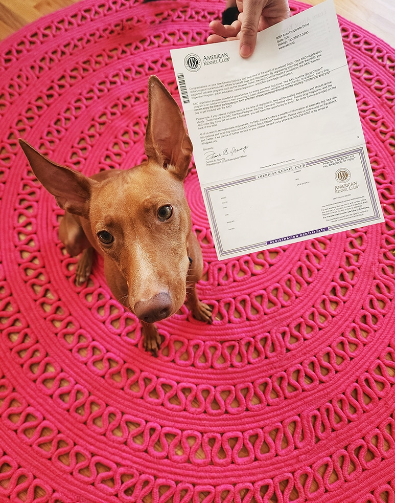 dog registration papers