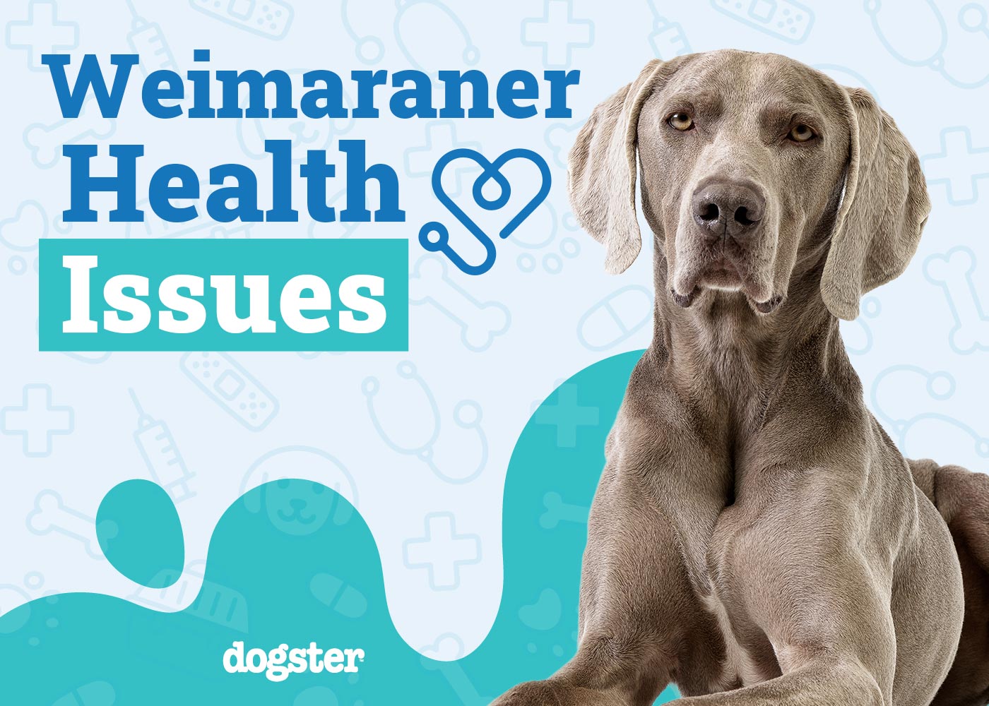 6 Common Health Problems in Weimaraner Dogs VetApproved Health Facts