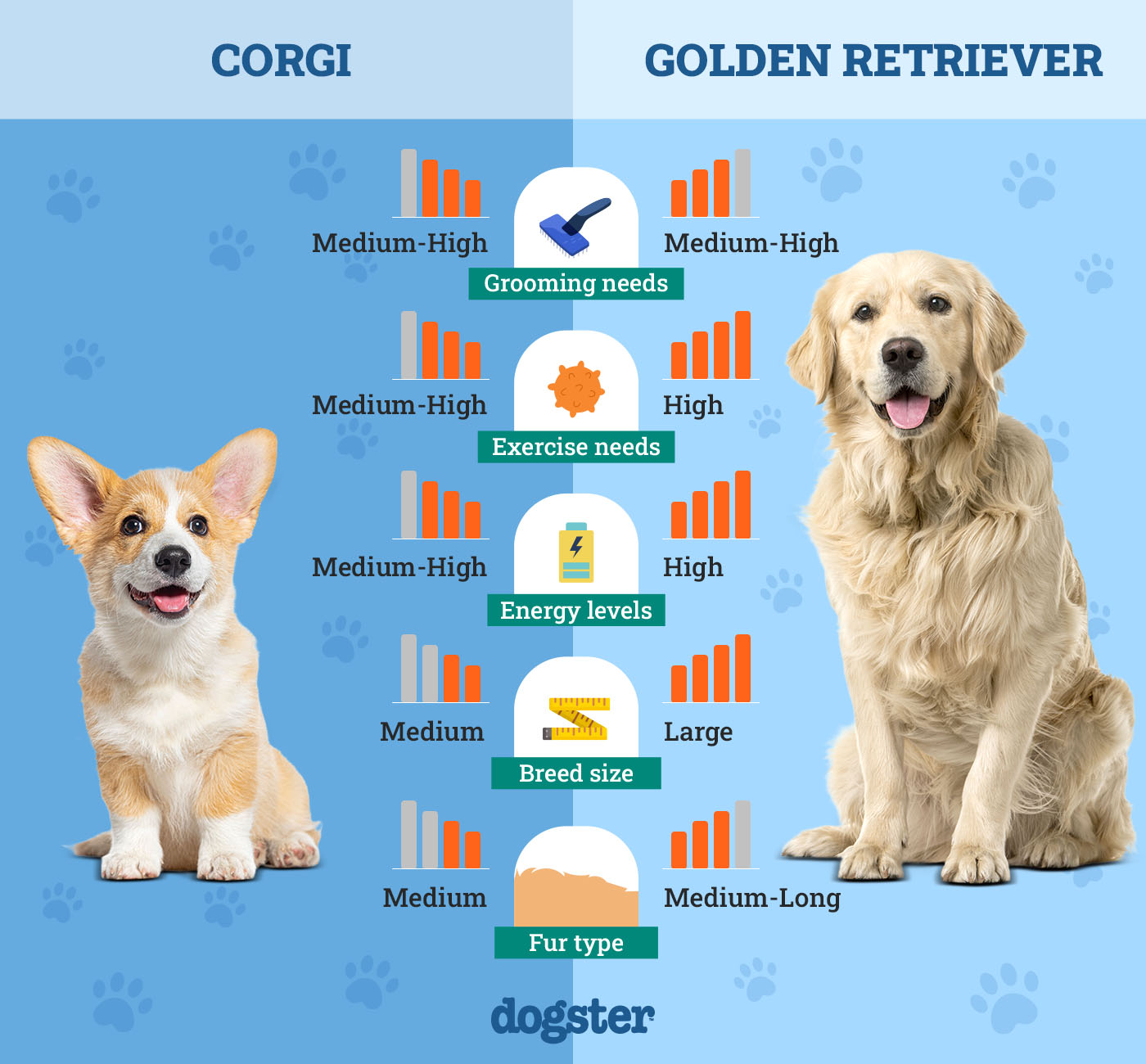Dogster_Side by Side Comparison_ Corgi vs Golden Retriever