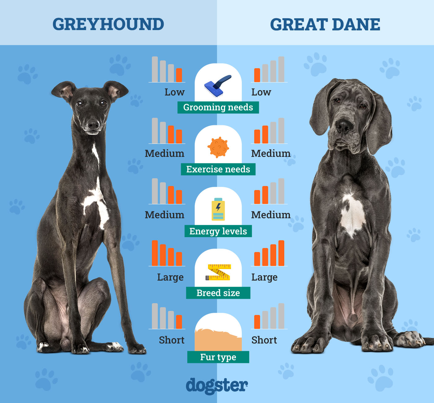 Dogster_Side by Side Comparison_ Greyhound vs Great Dane
