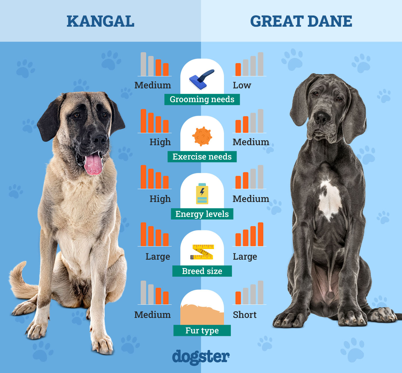 Dogster_Side by Side Comparison_ Kangal vs Great Dane