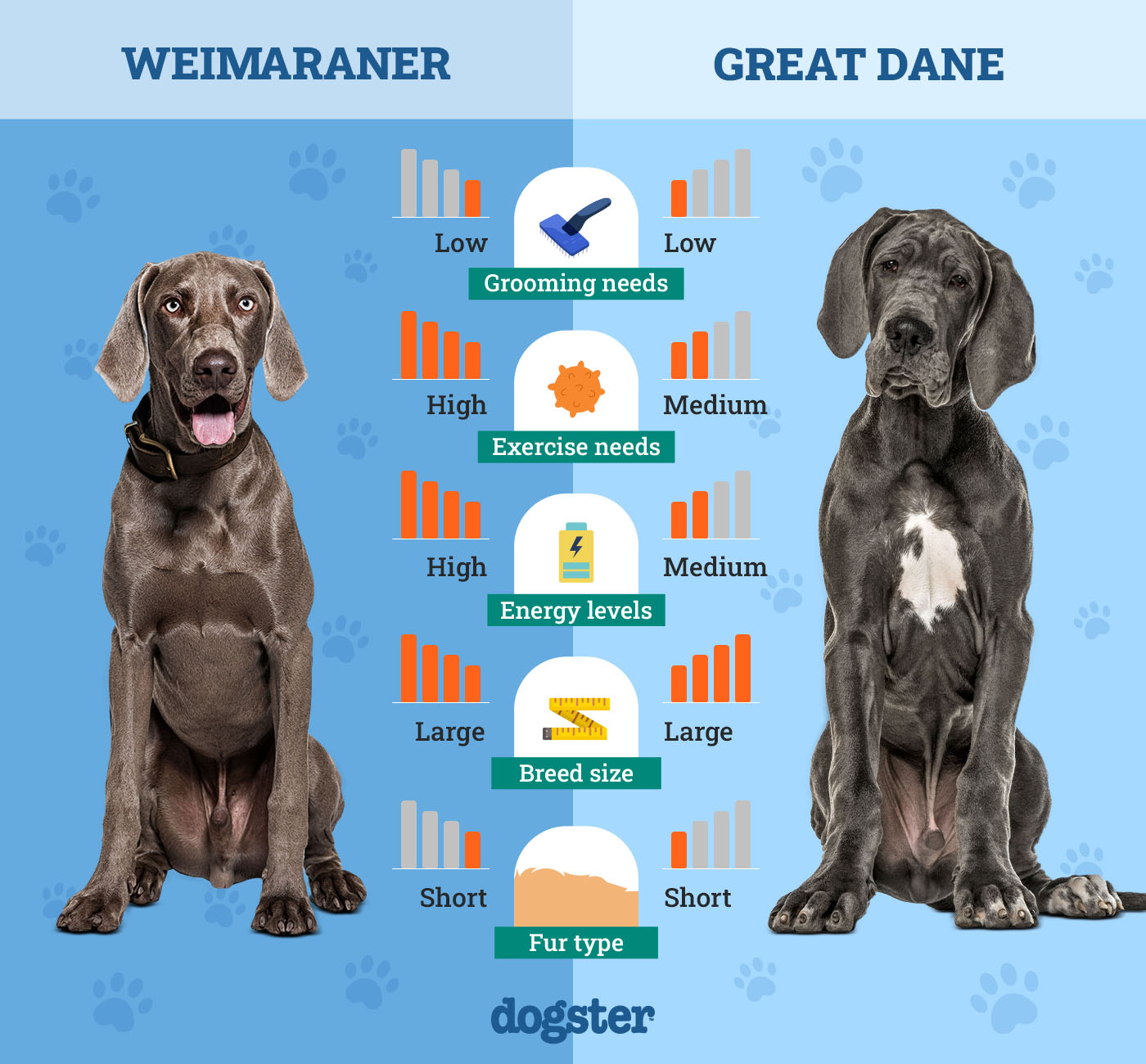 Dogster_Side by Side Comparison_ Weimaraner vs Great Dane