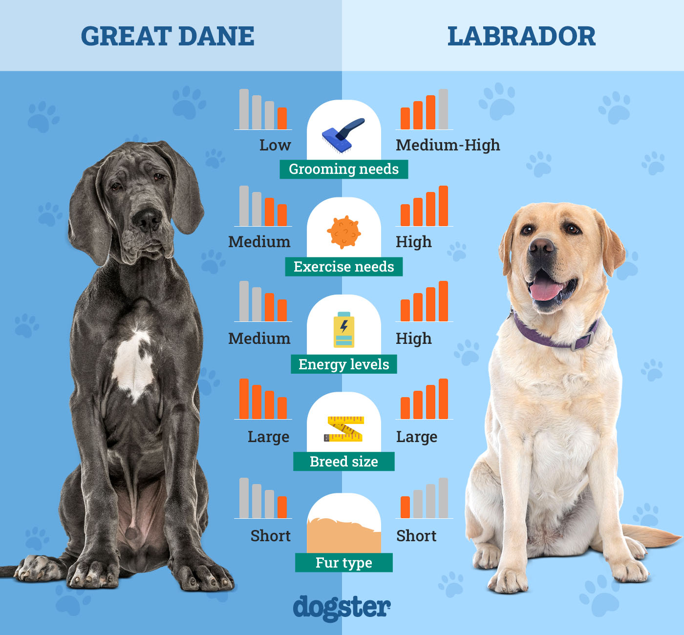 Dogster_Side by Side Comparison_Great Dane vs Labrador