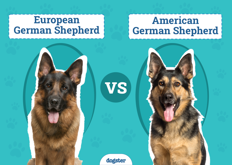 European vs American German Shepherd
