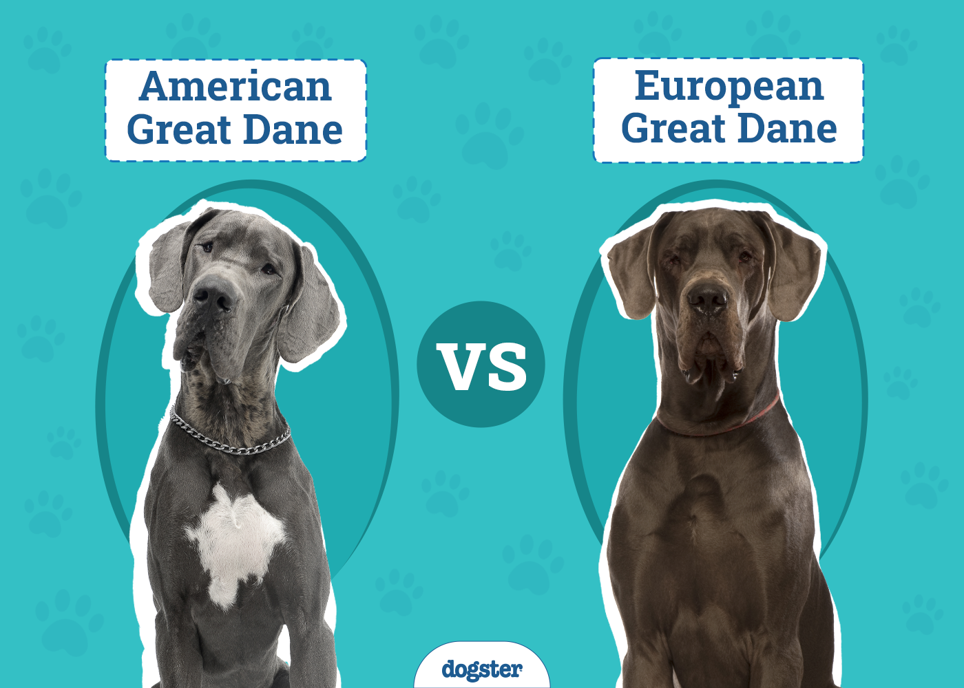 European vs American Great Dane