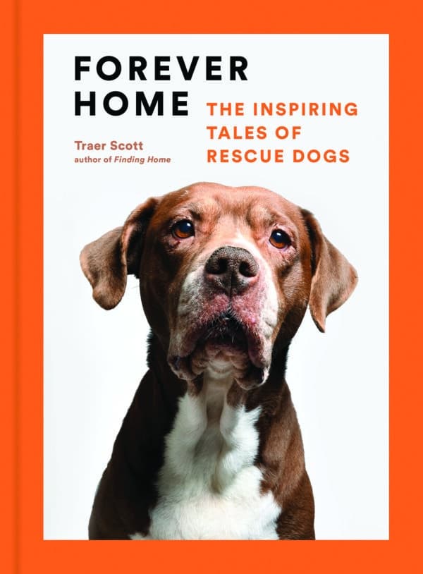 forever home book cover