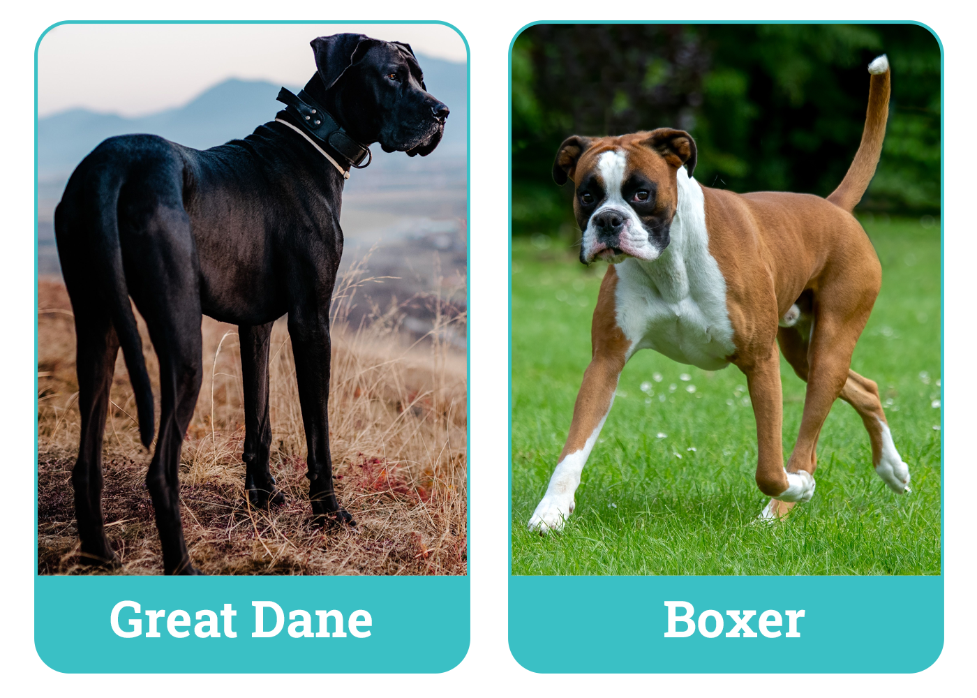 Great Dane vs Boxer