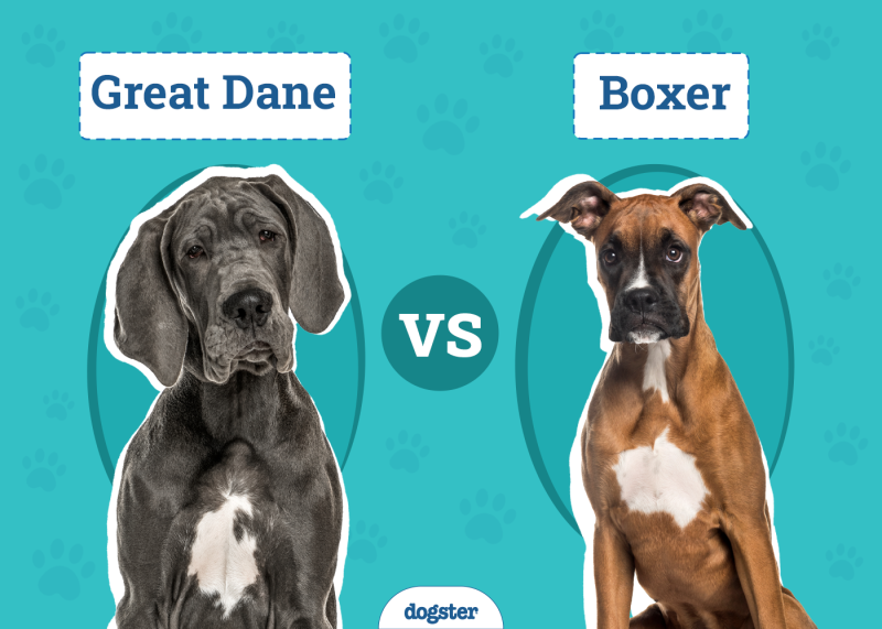 Great Dane vs Boxer