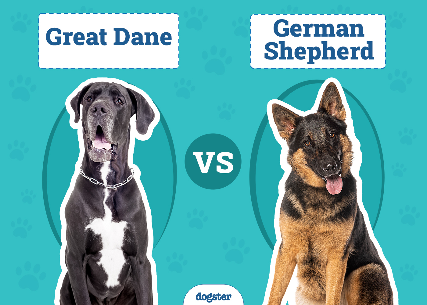 Great Dane vs German Shepherd