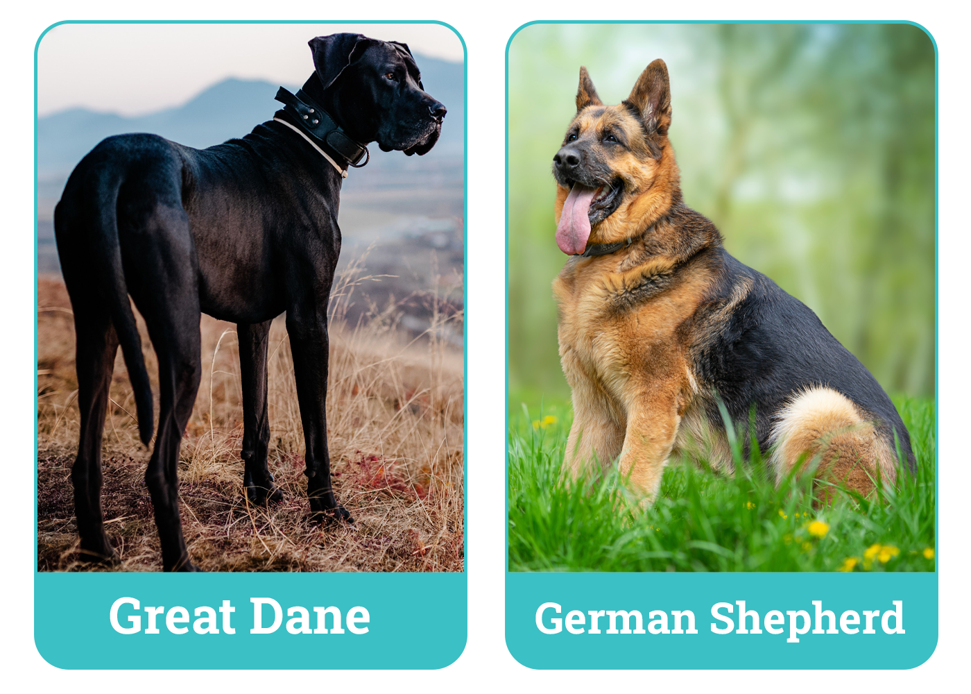 Great Dane vs German Shepherd