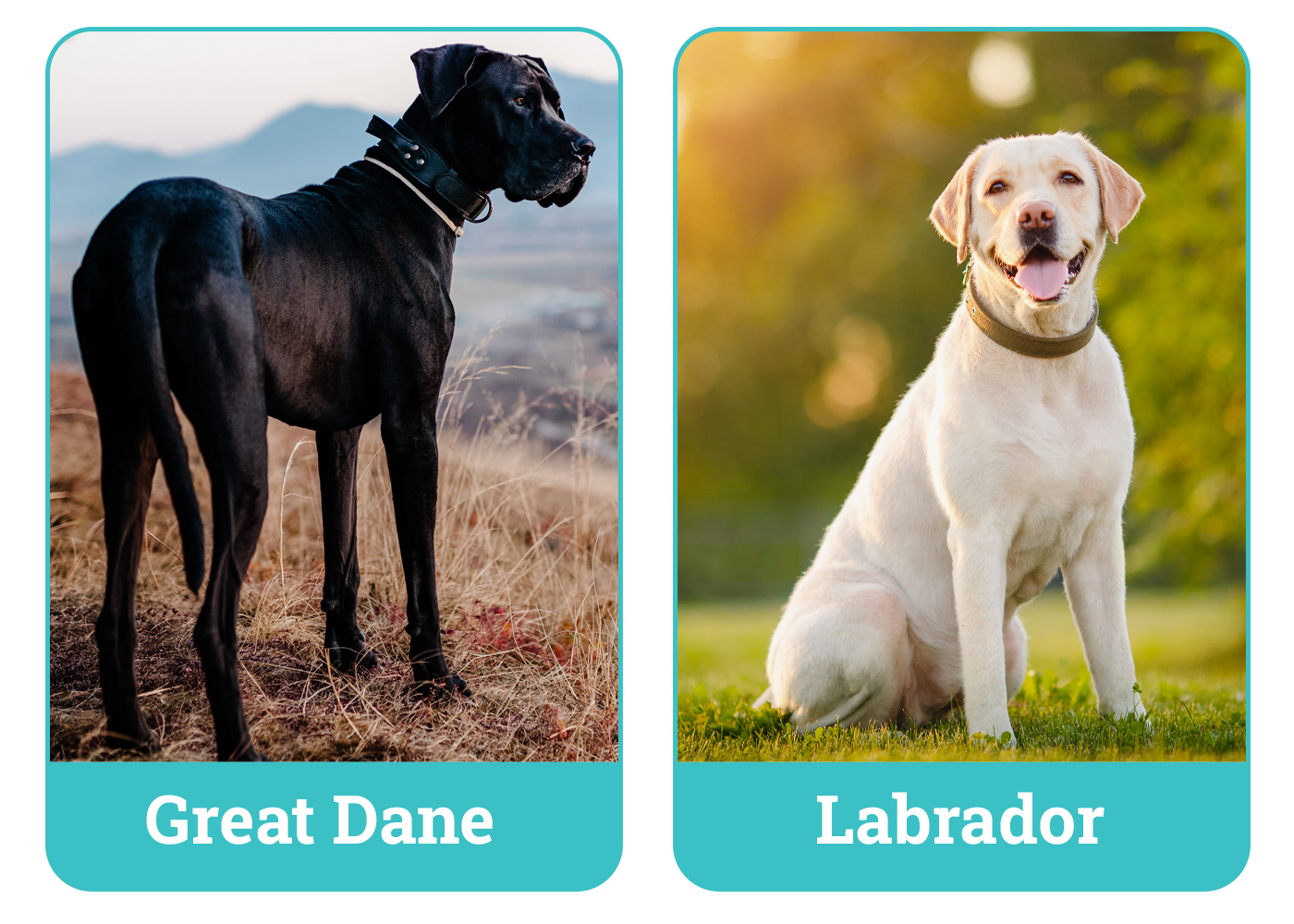 Great Dane vs Labrador