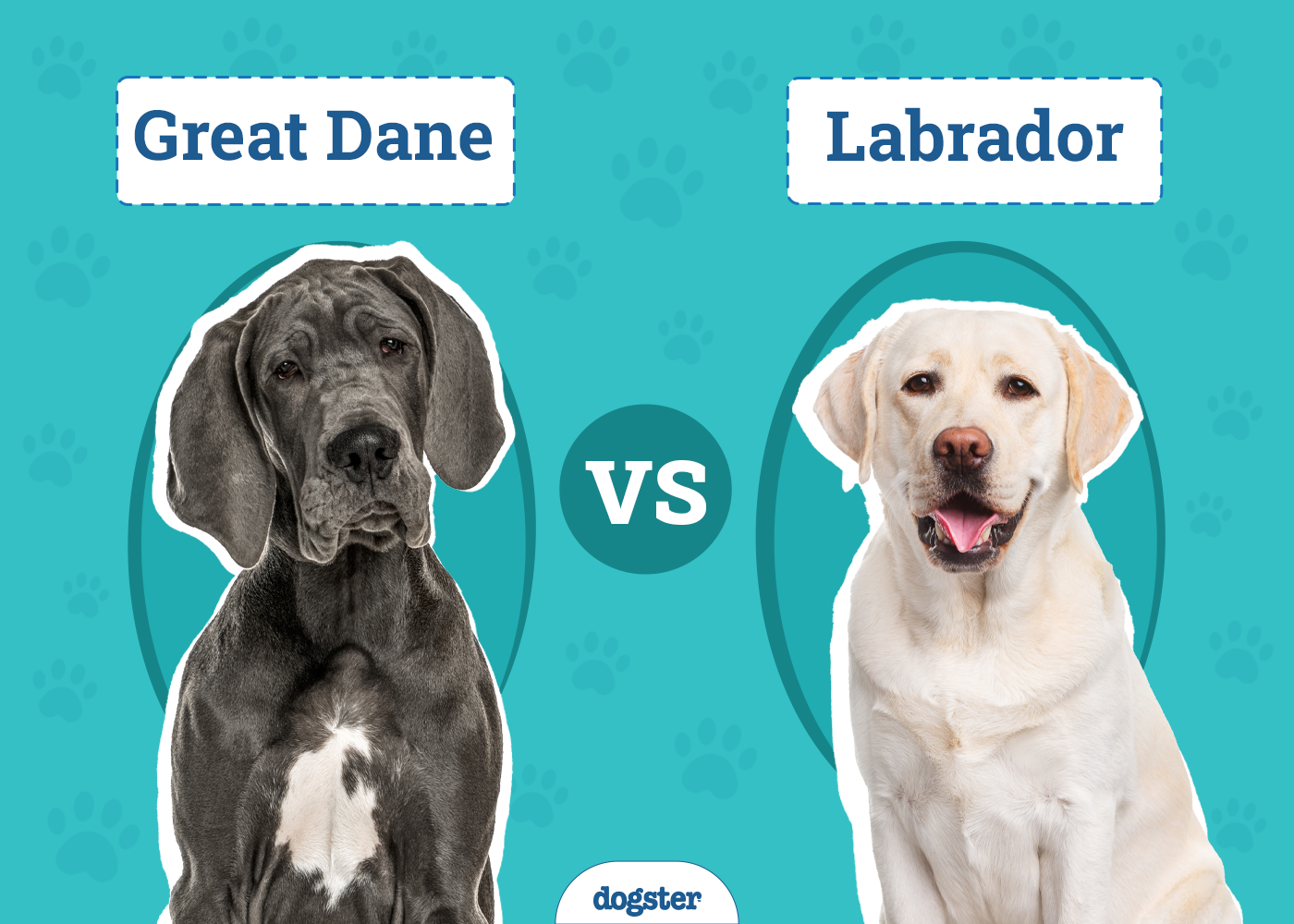 Great Dane vs Labrador