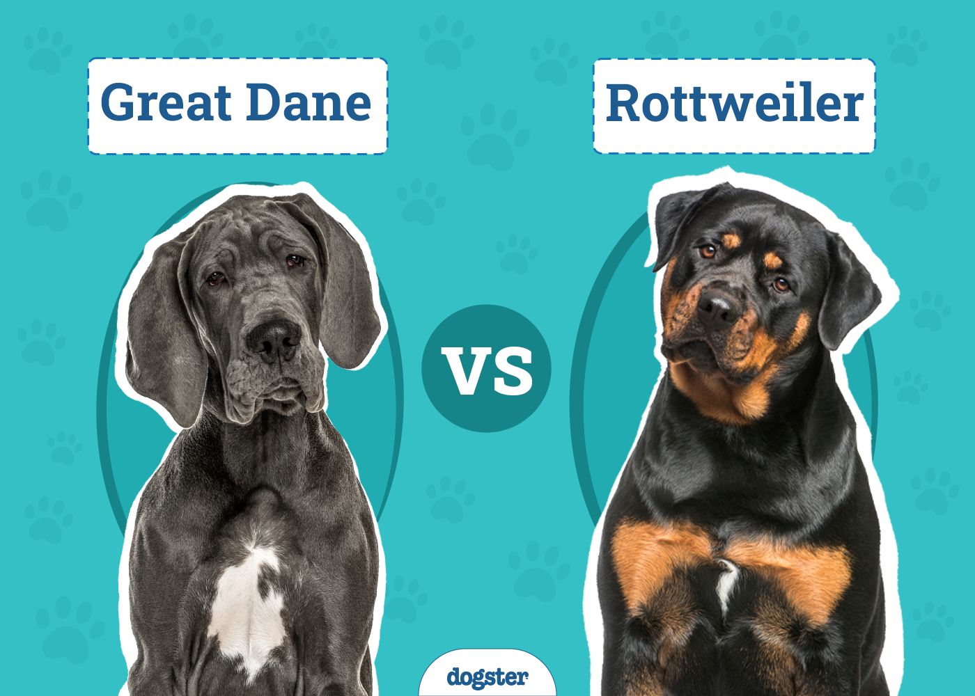 Great Dane vs Rottweiler