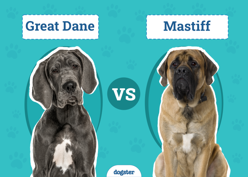 Great Dane vs. Mastiff