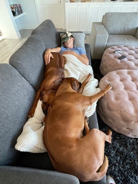 man napping with ridgeback dogs