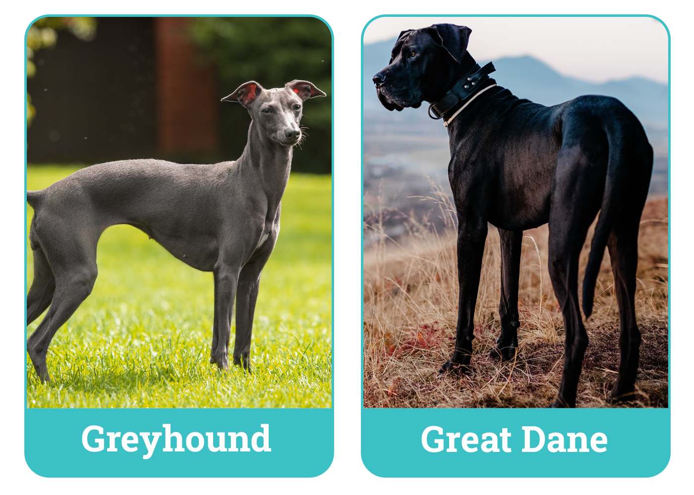 Greyhound vs Great Dane