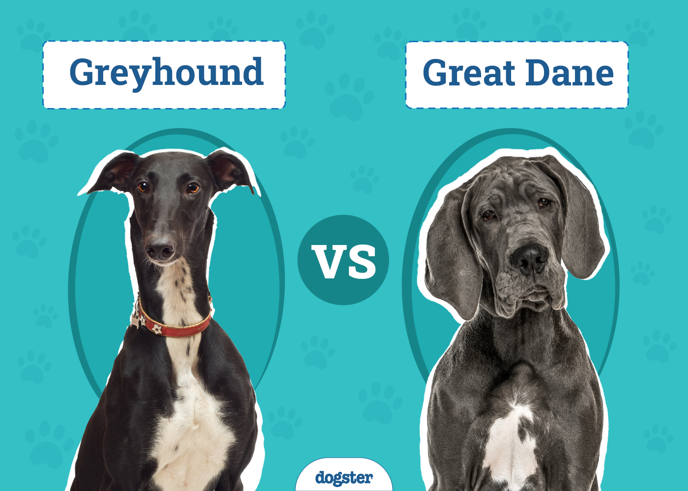 Greyhound vs Great Dane