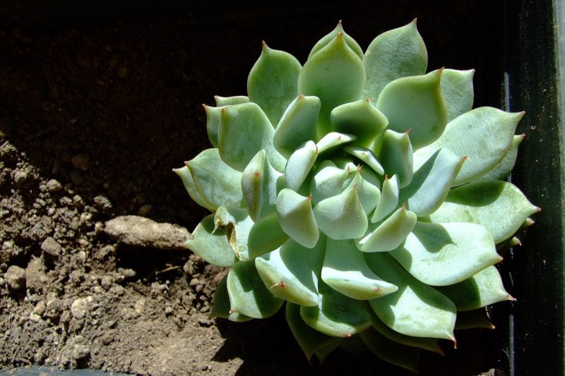 Hens and Chicks (Echeveria elegans) Plant