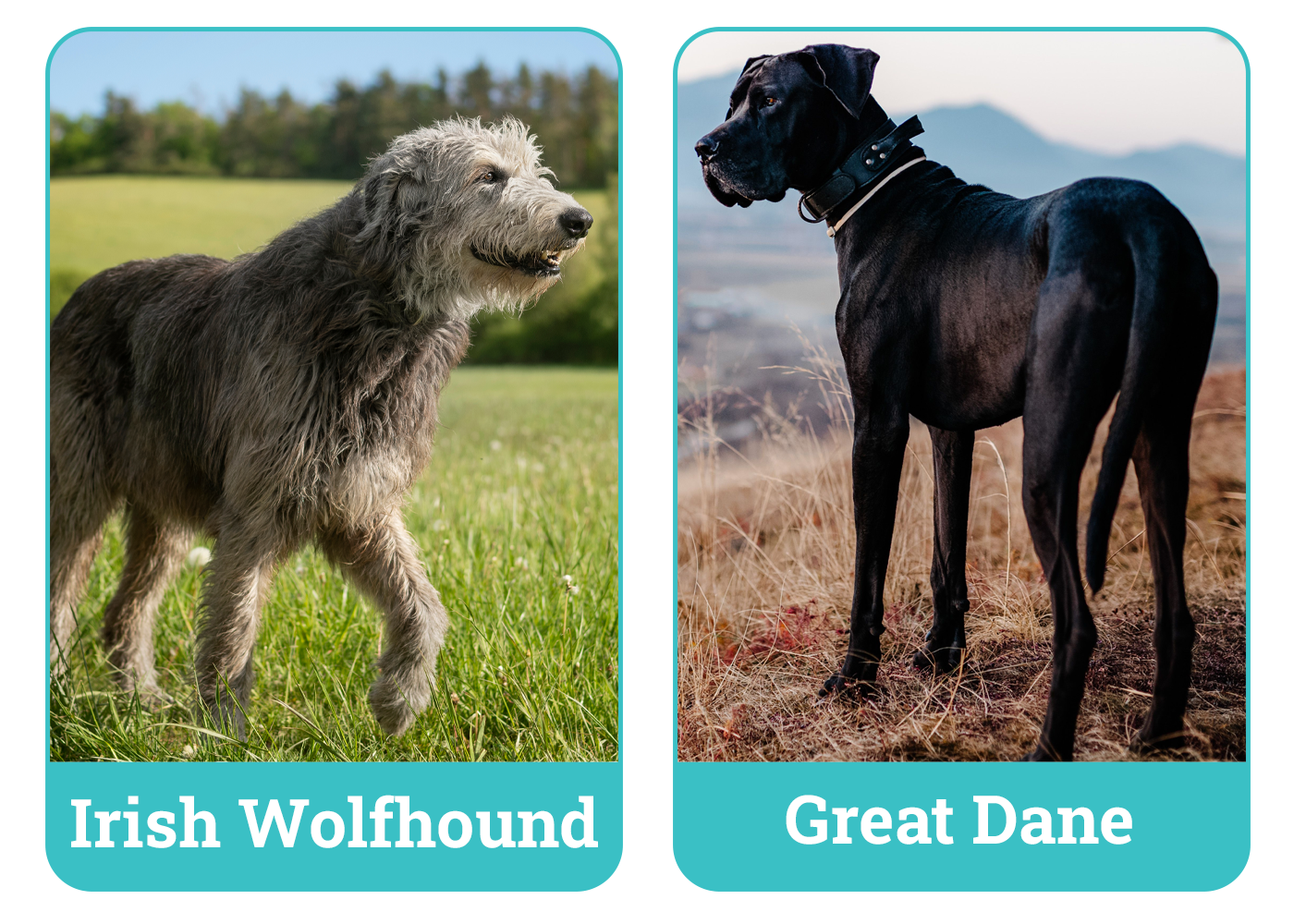 Irish Wolfhound vs Great Dane