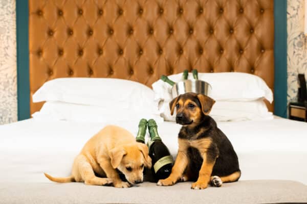 kimpton dog friendly hotel