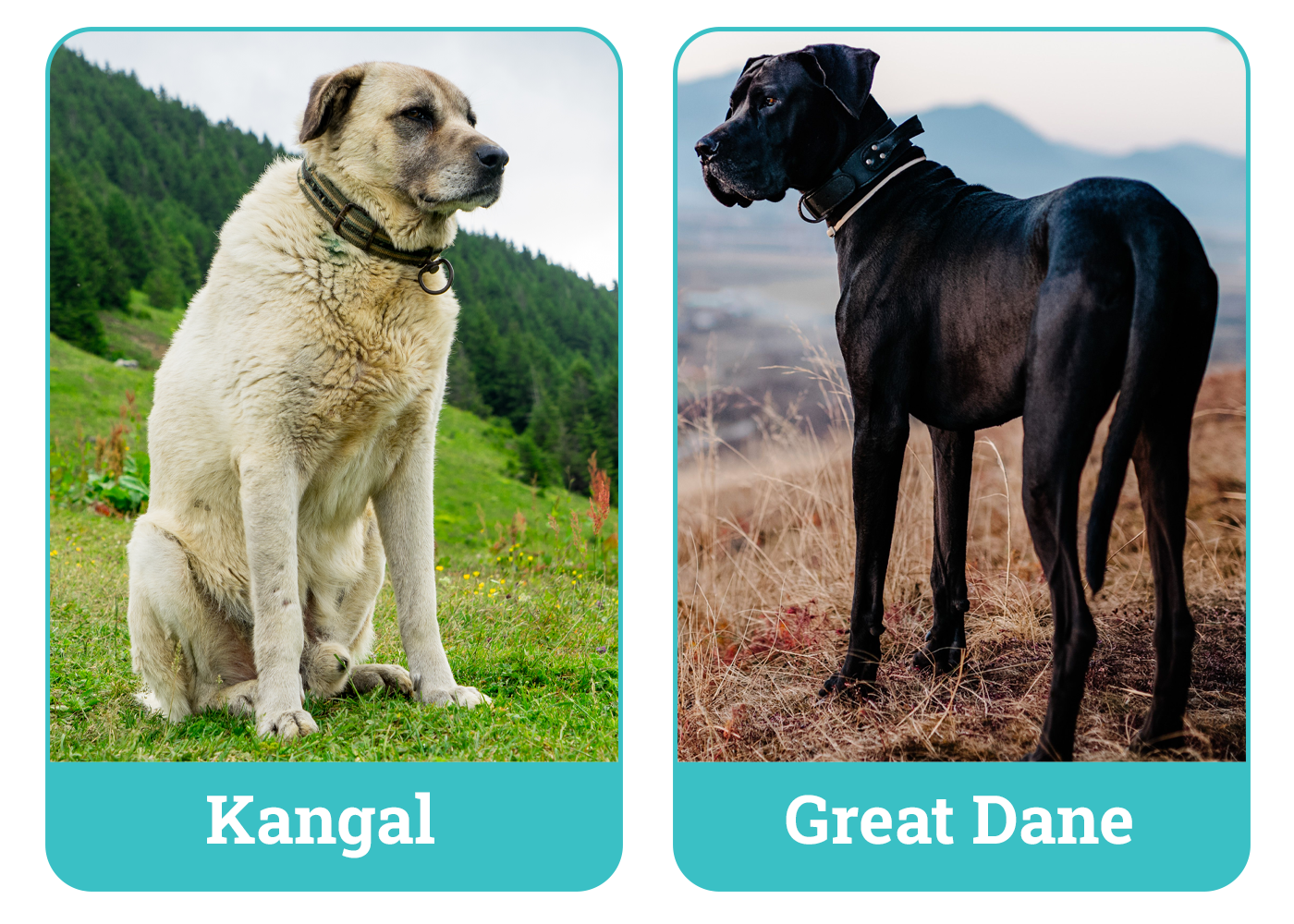 Kangal vs Great Dane