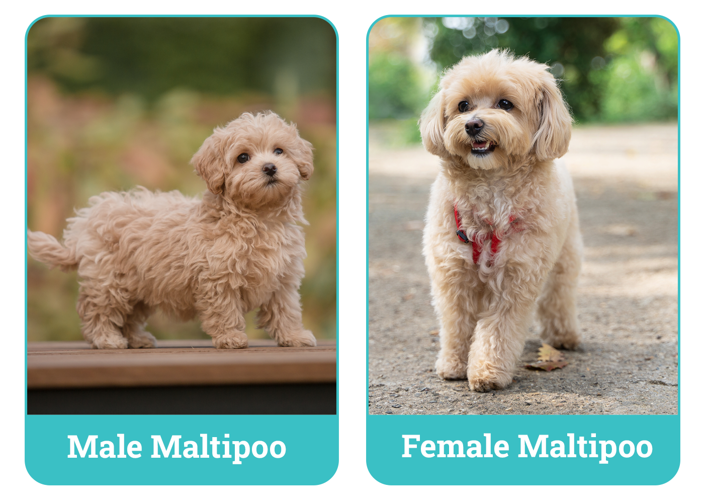 Male vs Female Maltipoo