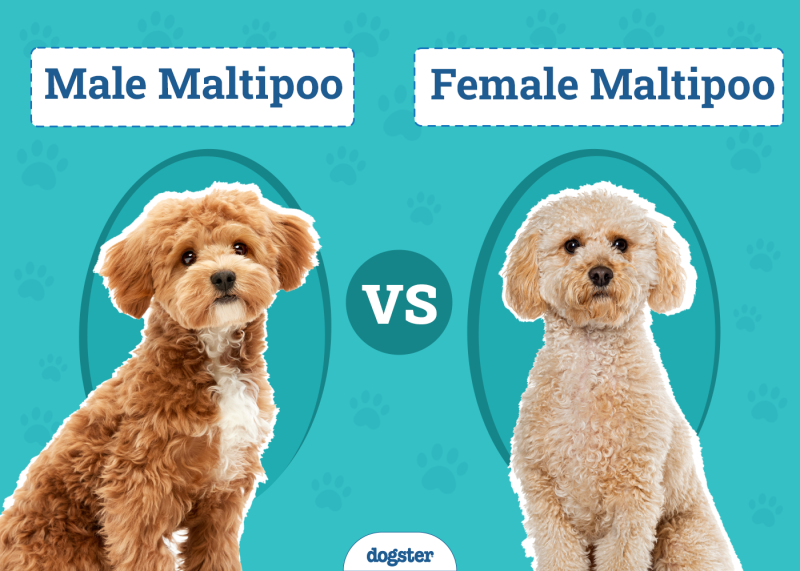 Male vs Female Maltipoo