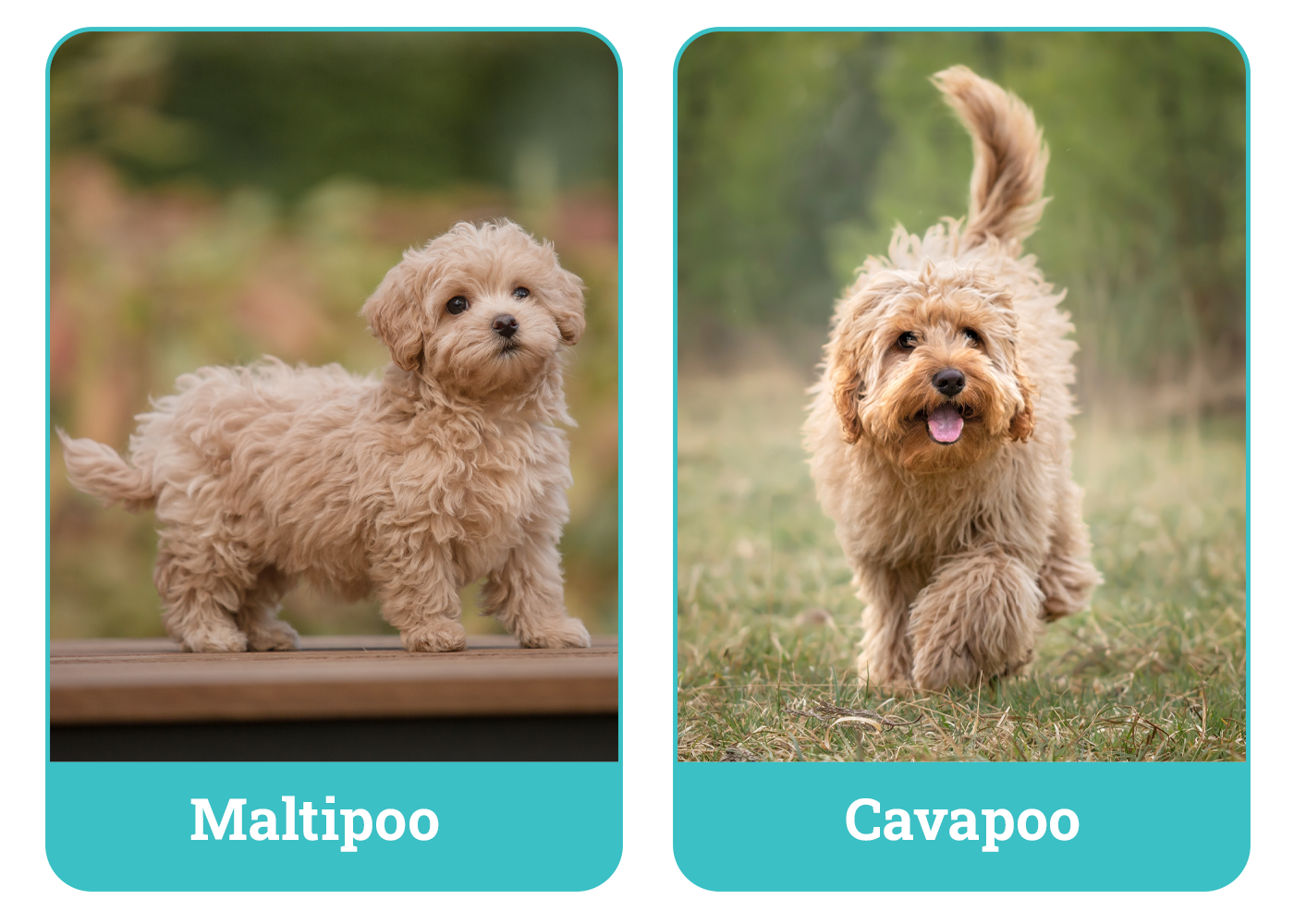 Maltipoo vs. Cavapoo
