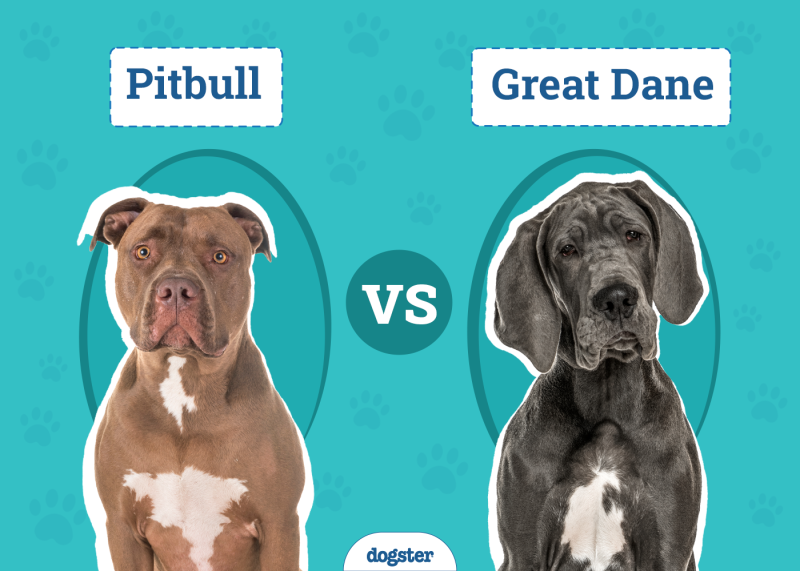 Pitbull vs Great Dane