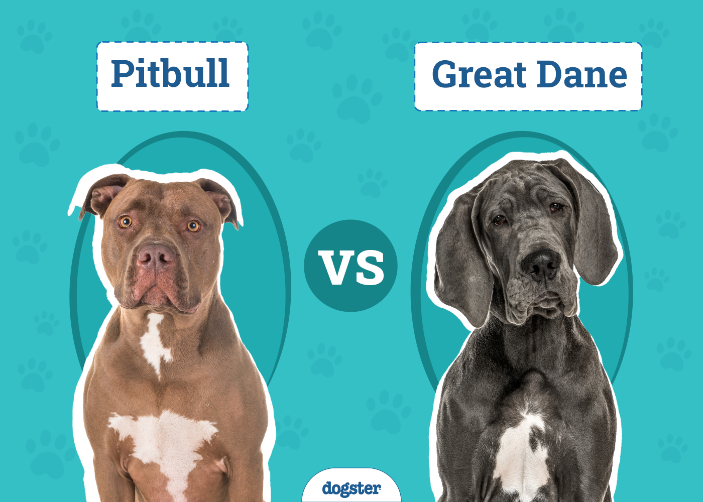 Pitbull vs Great Dane