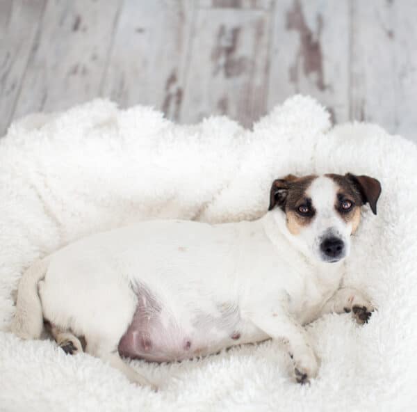 pregnant dog resting on white bed