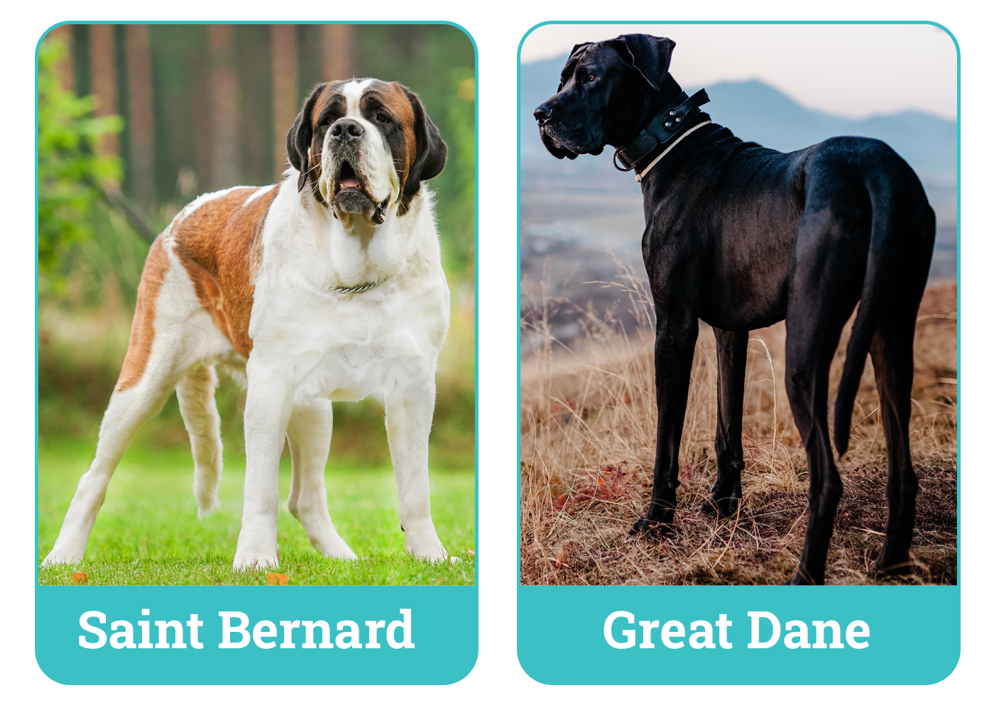 Saint Bernard vs. Great Dane