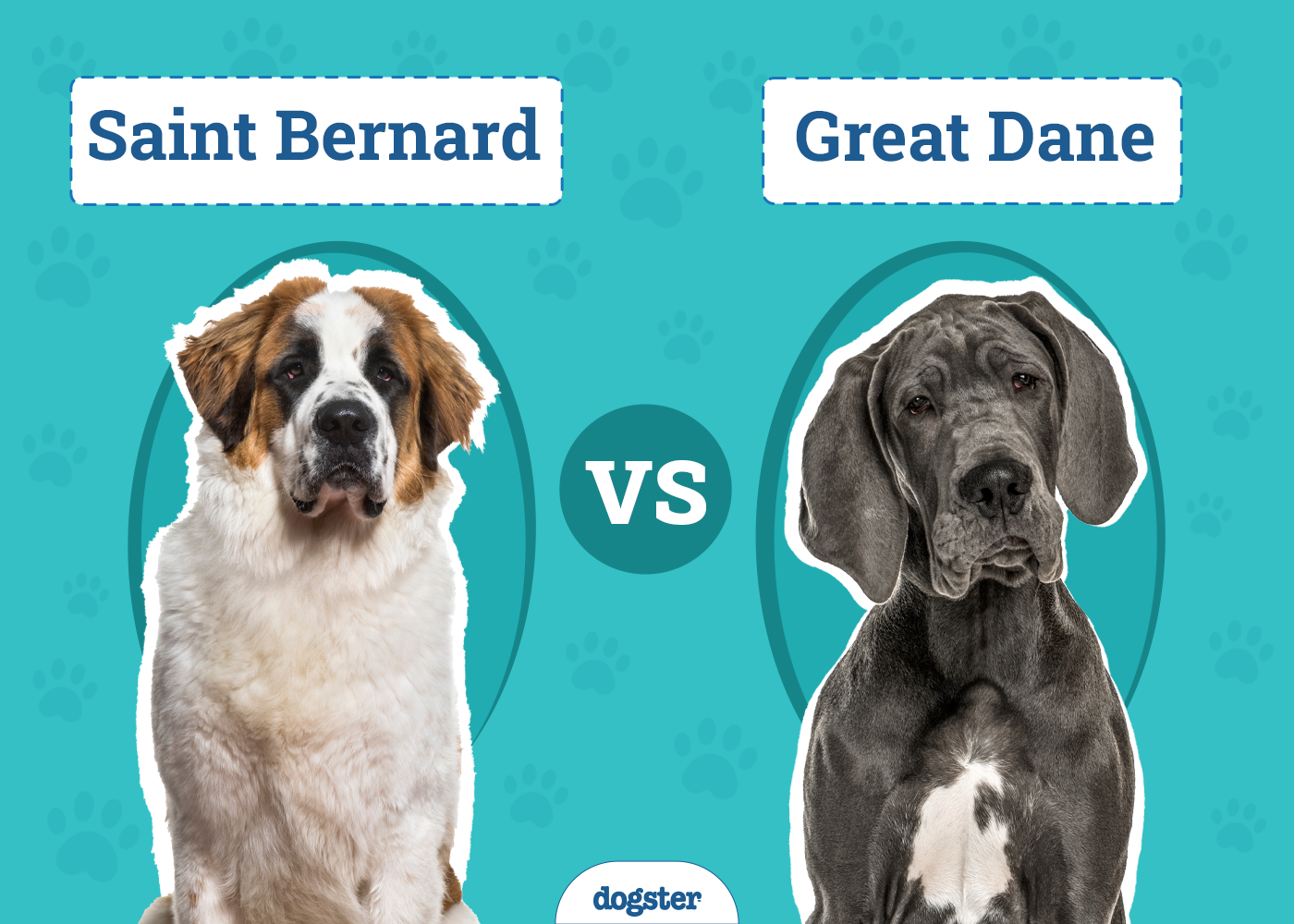 Saint Bernard vs. Great Dane