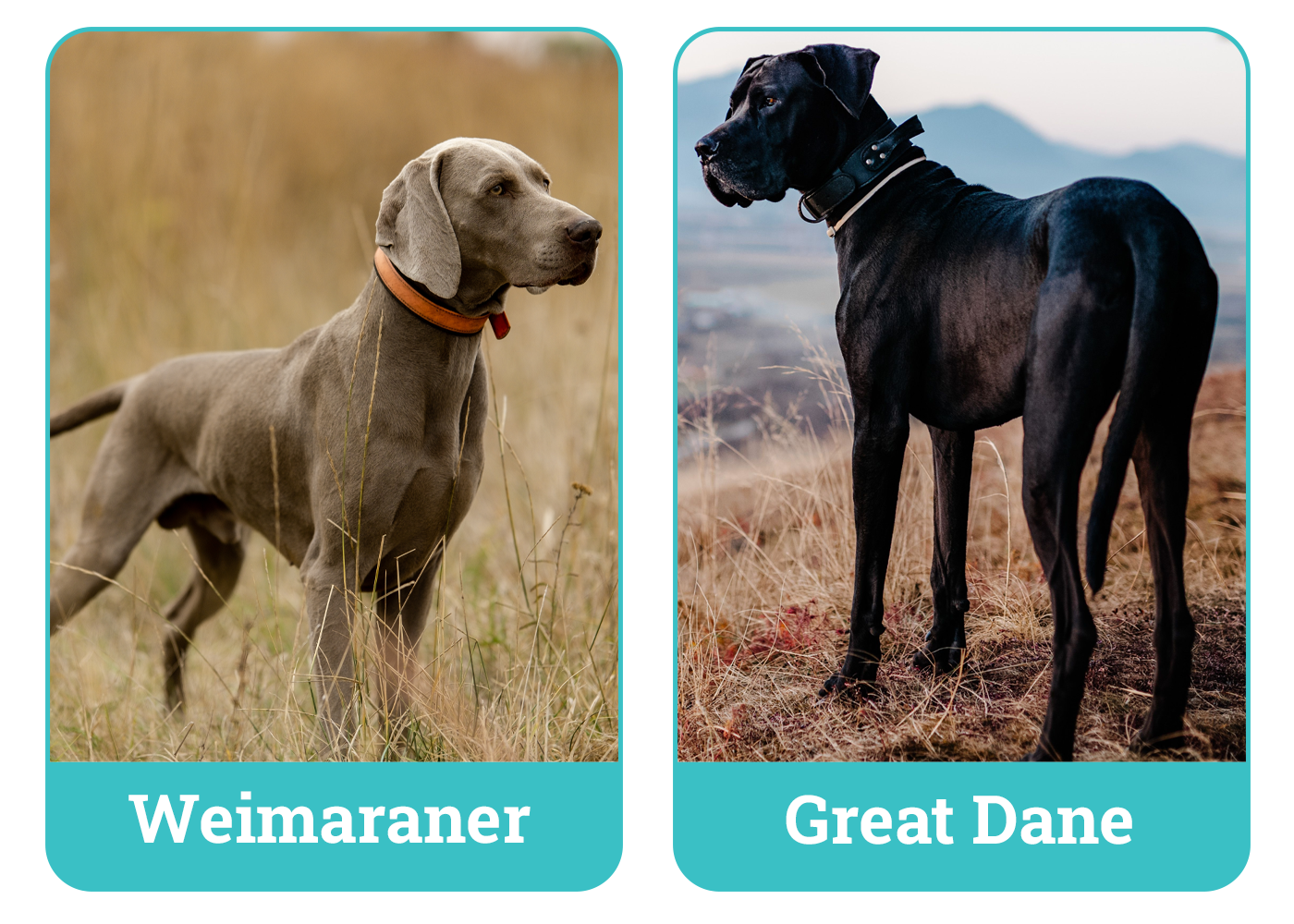 Weimaraner vs. Great Dane