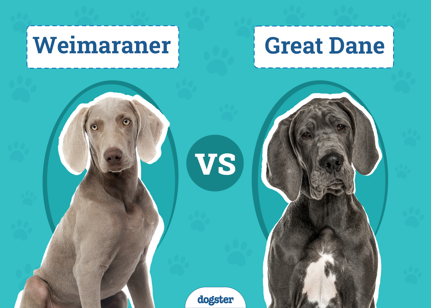 Weimaraner vs. Great Dane
