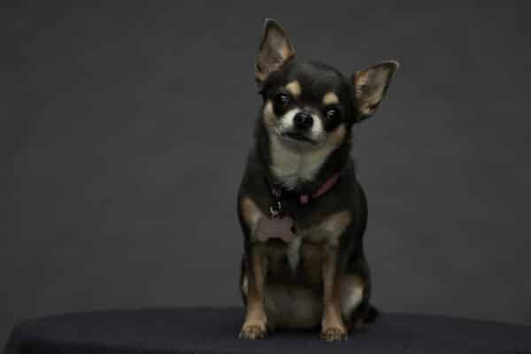Betty the Chihuahua from will trent