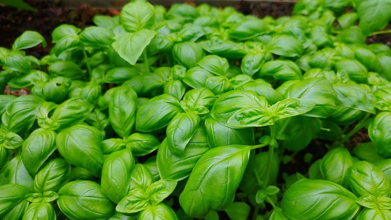basil plant