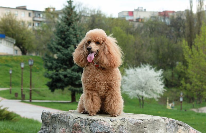 brown or apriot poodle sitting in the park