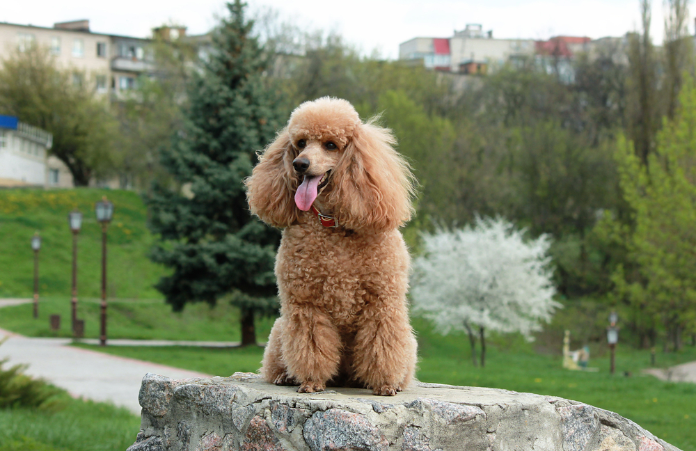 brown or apriot poodle sitting in the park