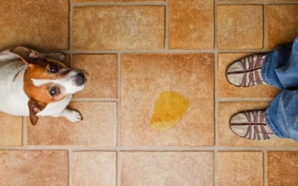dog pee floor