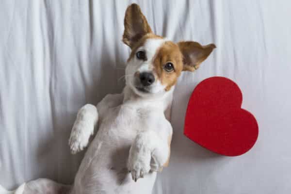 dog valentines day cards