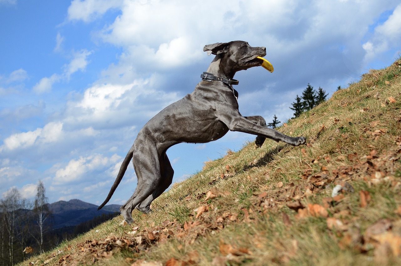 great-dane-running