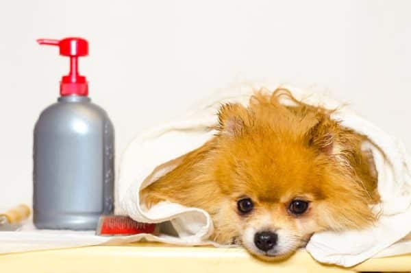 orange pomeranian dog in towel after bath next to lotion container
