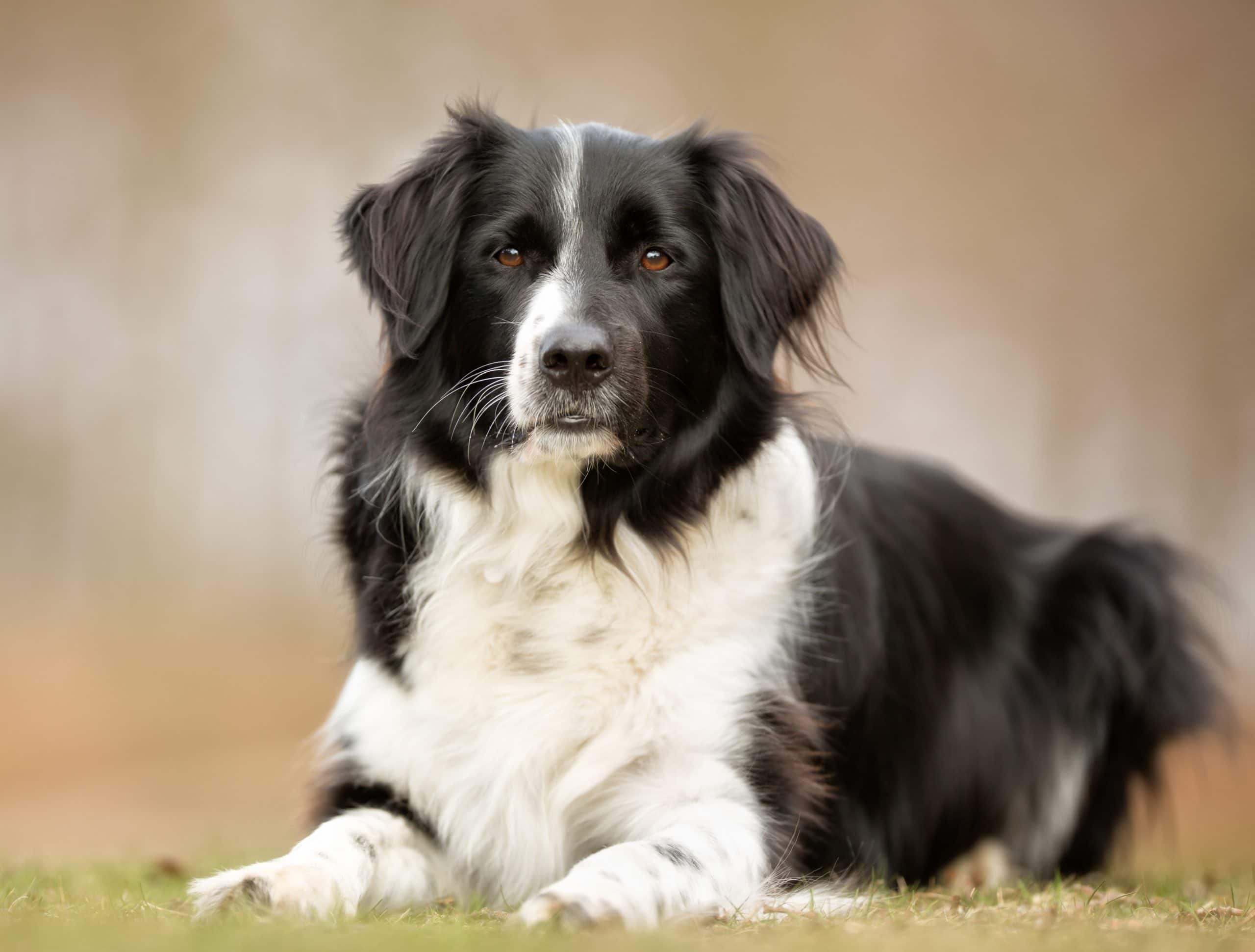 Male Border Collie