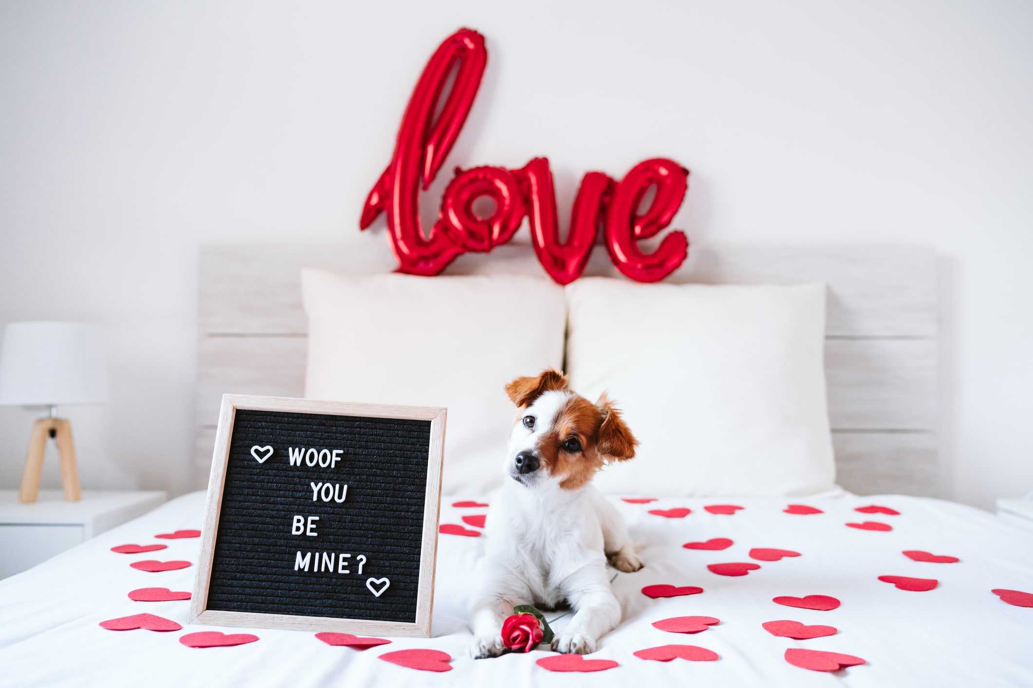 dog valentines day gifts