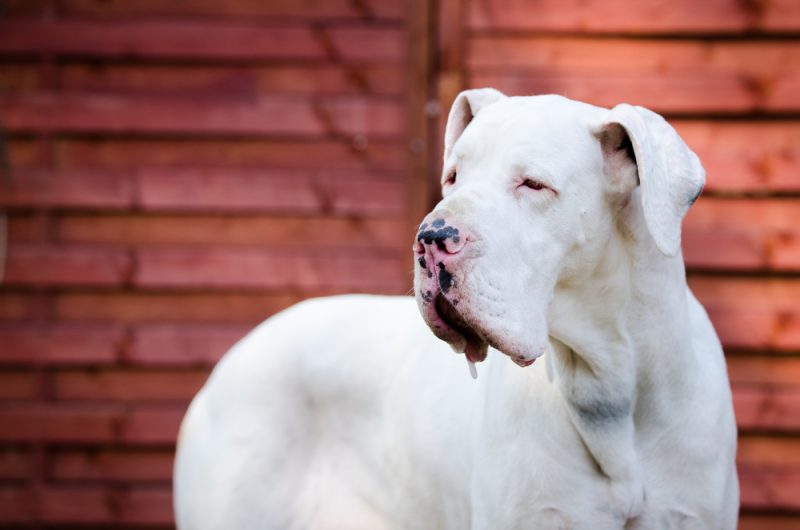 white-great-dane-standing-by-the-fence