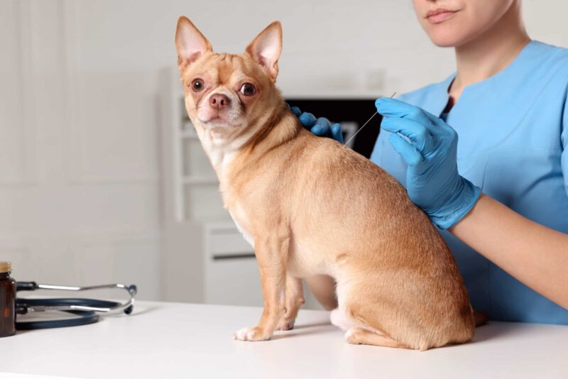 acupuncture for dogs