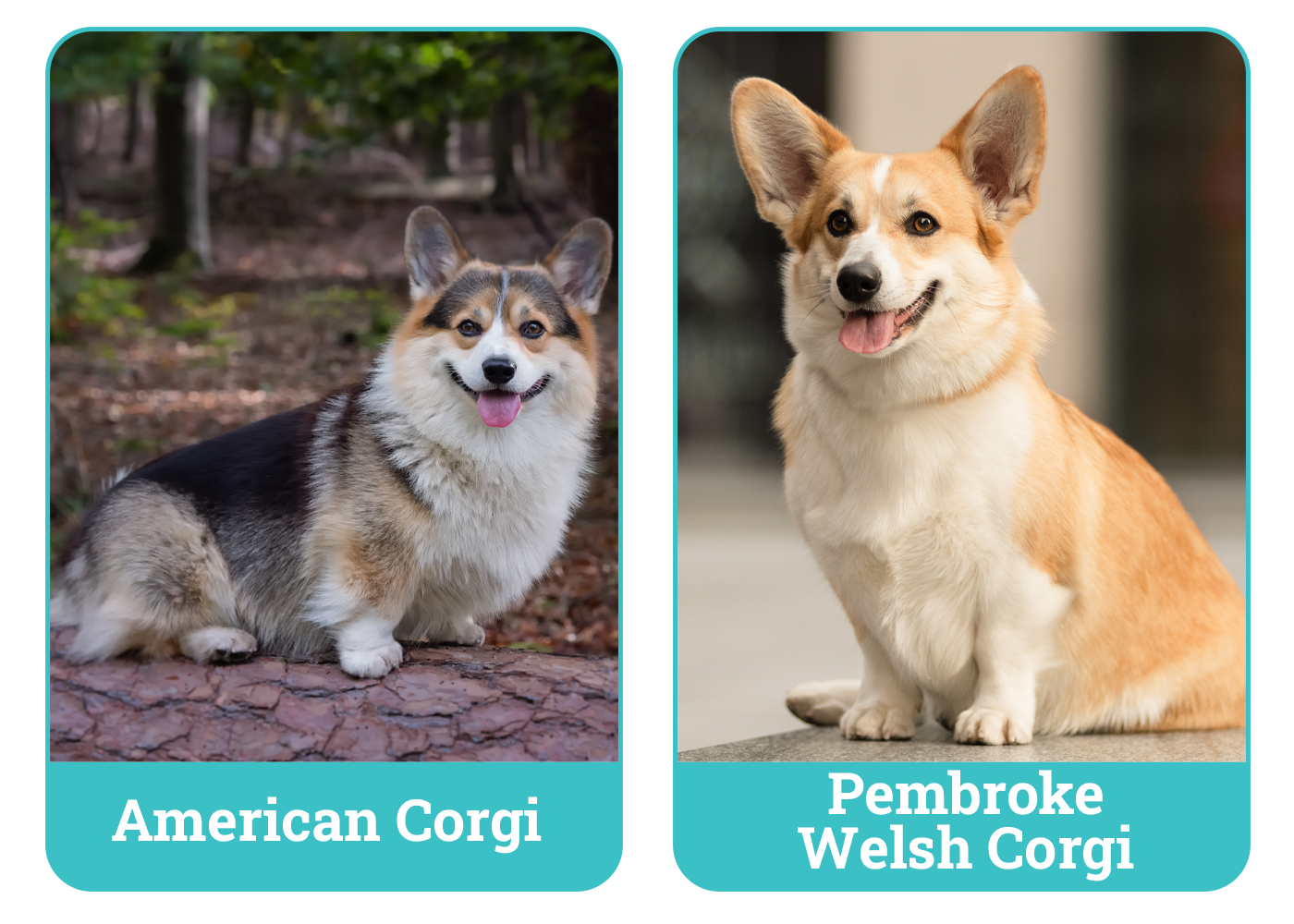 American Corgi vs Pembroke Welsh Corgi