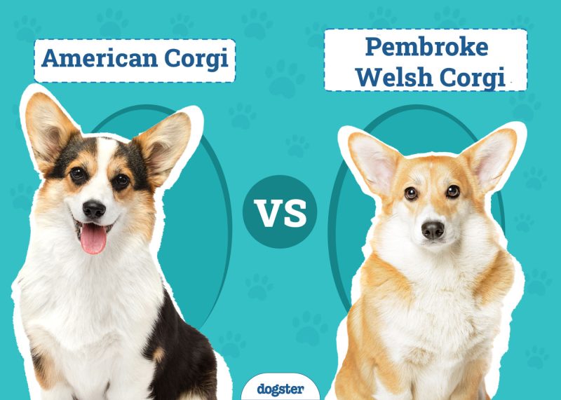 American-Corgi-vs-Pembroke-Welsh-Corgi update 2026